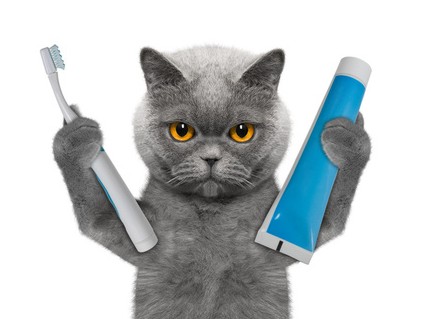 Lee más sobre el artículo Salut de las mascotes